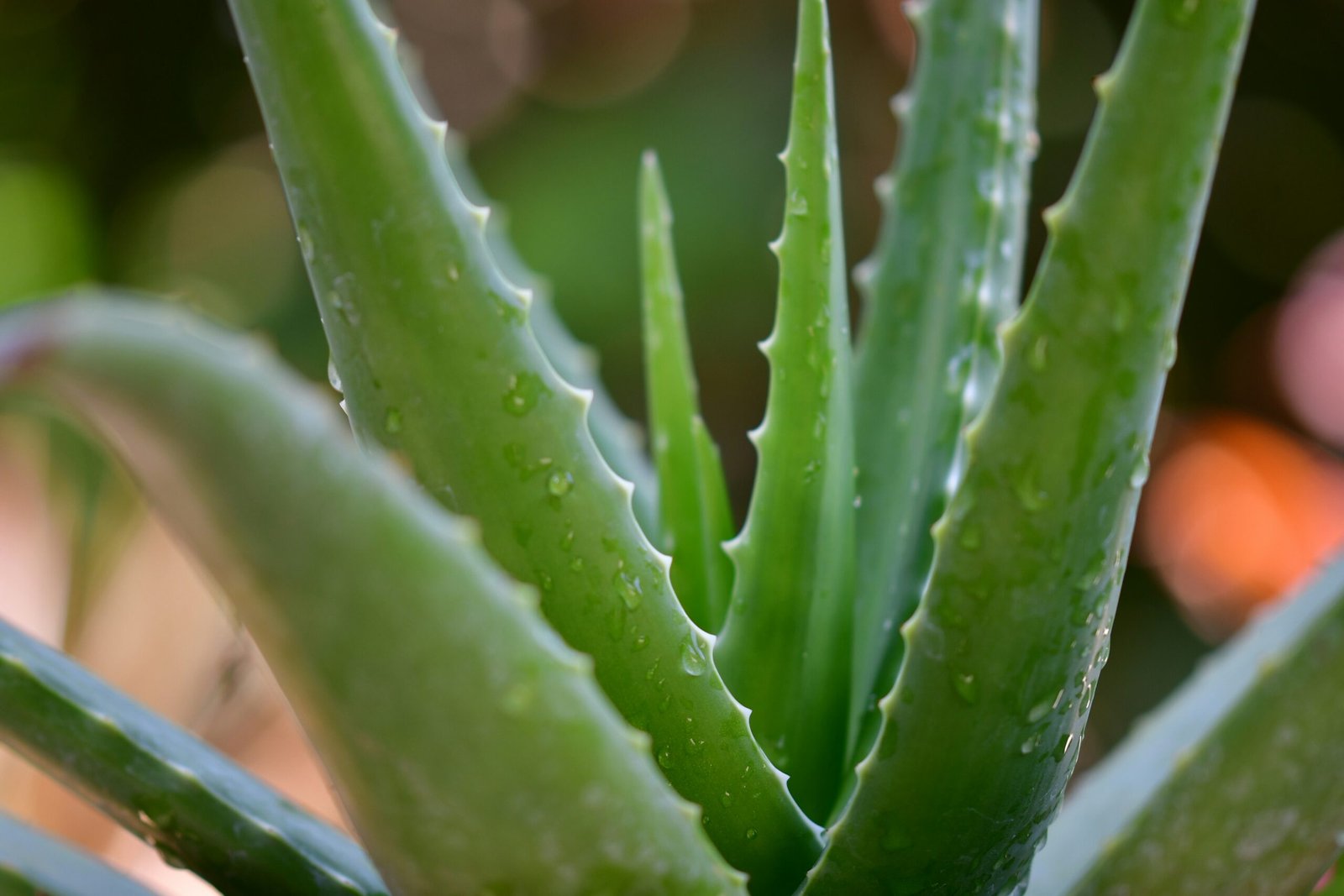 The Benefits of Aloe Vera in Natural Soap